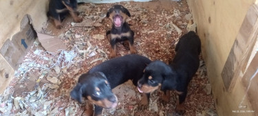 Pure Bred Rottweiler Puppies