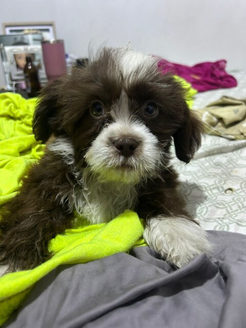 Shihtzu Puppy For Sale Male Dogs Kingston