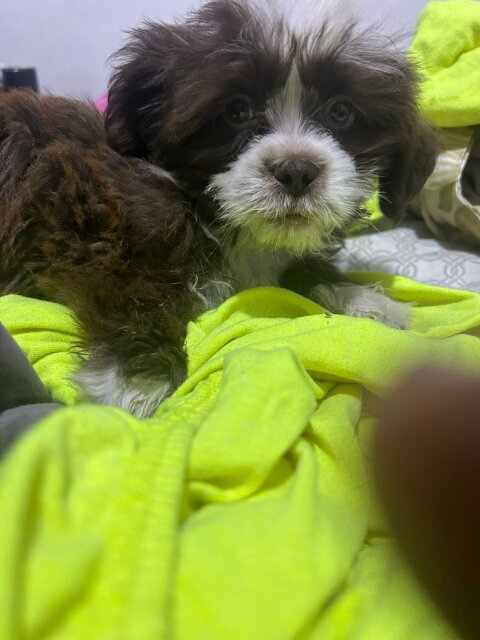 Shihtzu Puppy For Sale Male