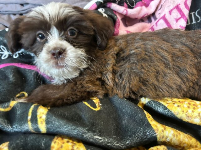 Shihtzu Puppy For Sale Male