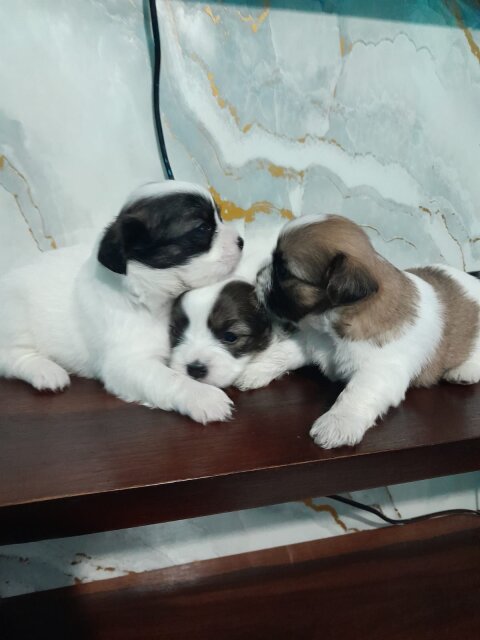 Pomeranian Shihtzu Dogs Cross Road