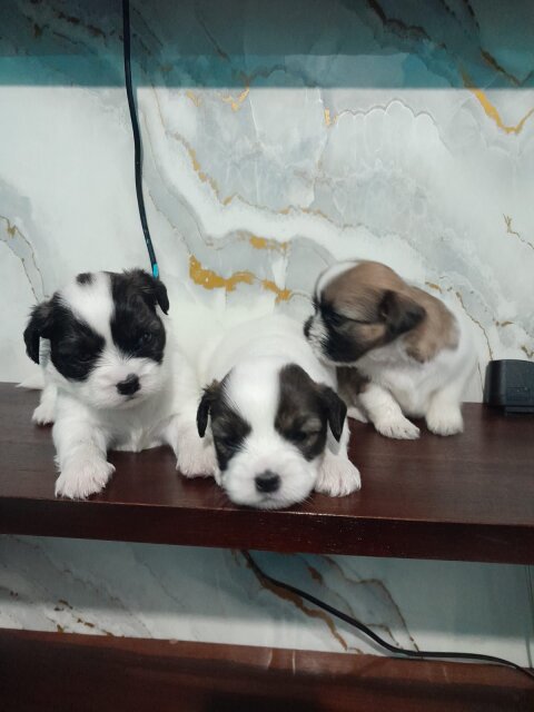 Pomeranian Shihtzu