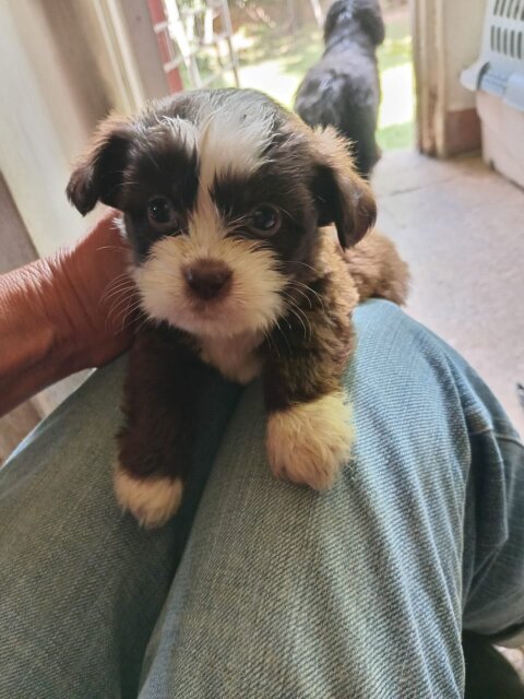 Shihtzu &shihpoo Dogs Kingston