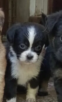 Shihtzu &shihpoo