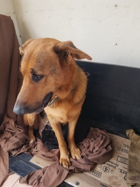 Purebred Shepard And Puppy