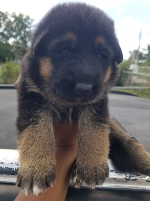 Purebred Shepard And Puppy