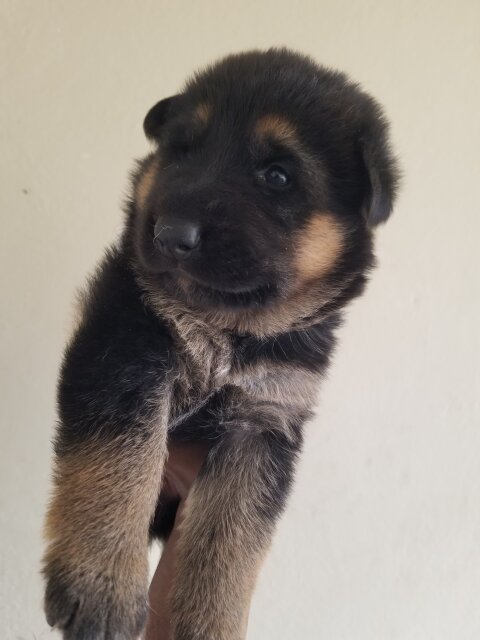 Purebred Shepard And Puppy Pet Accessories Mandeville