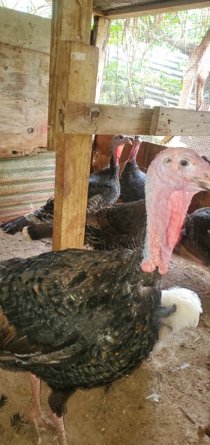 Turkey