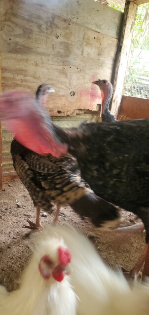 Turkey