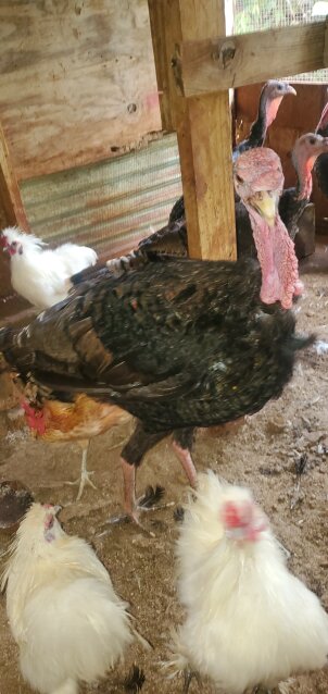 Turkey Birds Redrock