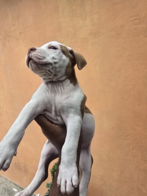 Pitbul Puppies