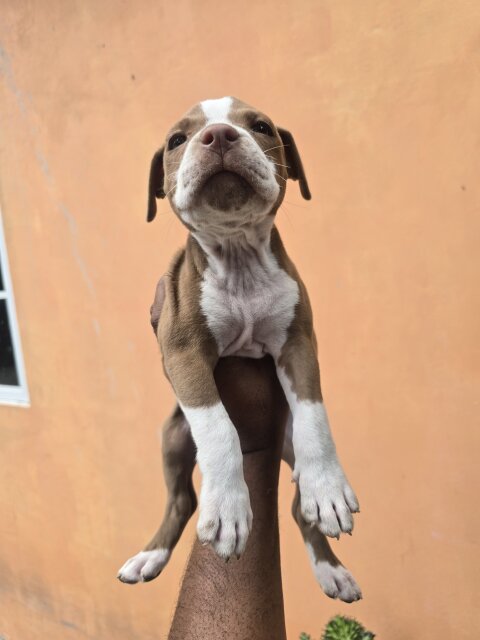 Pitbul Puppies