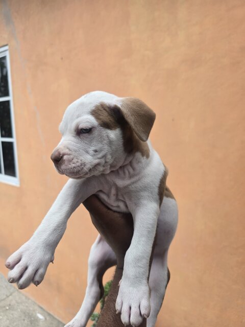 Pitbul Puppies