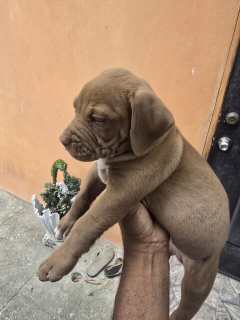 Pitbul Puppies