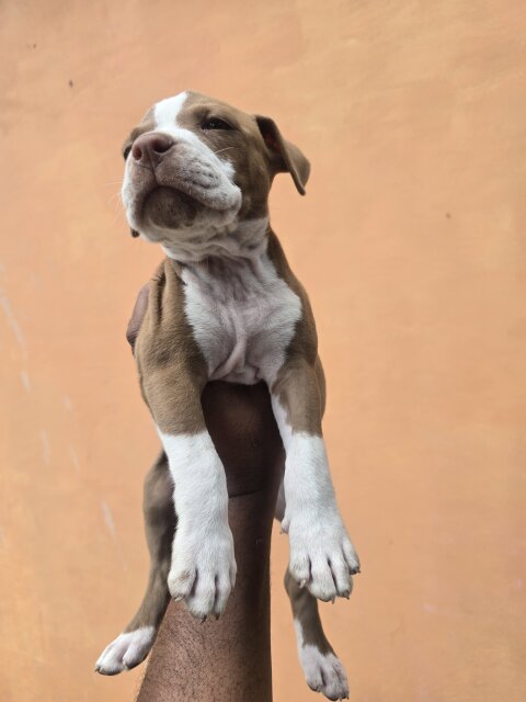 Pitbul Puppies