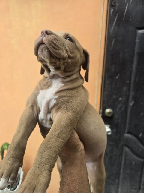 Pitbul Puppies Dogs Spanish Town