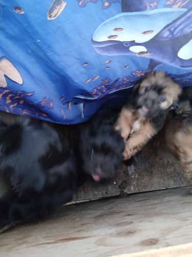 Shitz Tzu Pups Available