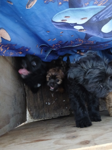 Shitz Tzu Pups Available