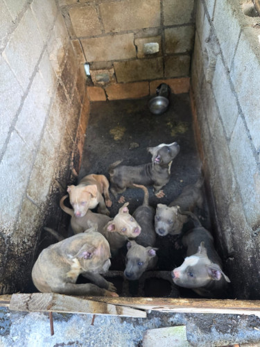 FullBreed Pitbull Puppies Forsale Dogs St Mary