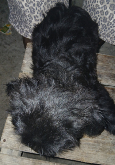 Male Shuts Tzu Pups Available Dogs Port More /Kingston