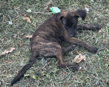 Pitbul Akita Mix 
