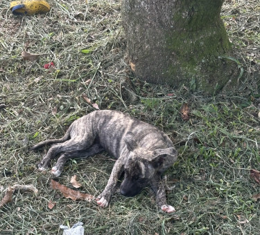 Pitbul Akita Mix  Dogs Linstead