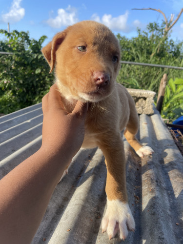 Catahoula Puppies 