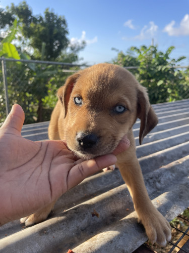 Catahoula Puppies 