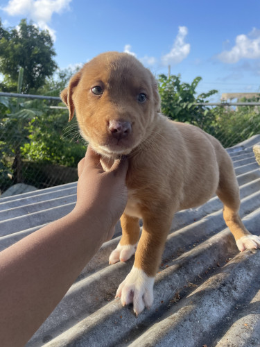 Catahoula Puppies 
