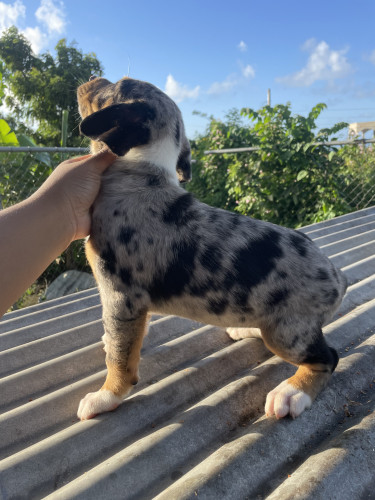 Catahoula Puppies 