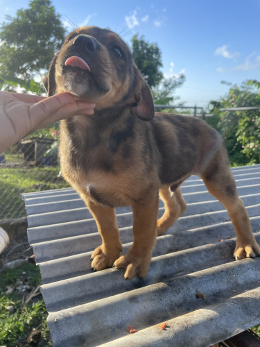 Catahoula Puppies 