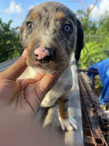 Catahoula Puppies 