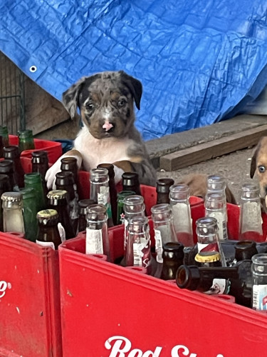 Catahoula Puppies  Dogs Runaway Bay 