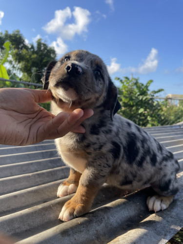 Catahoula Puppies 