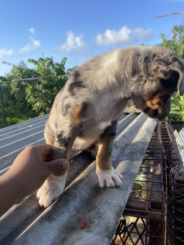 Catahoula Puppies 