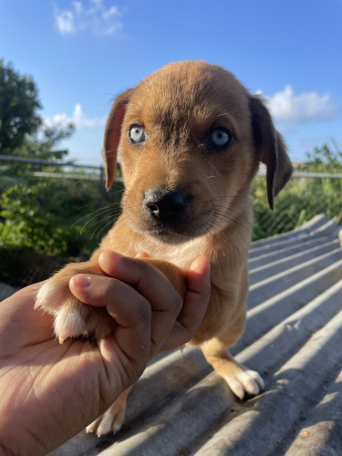 Catahoula Puppies 