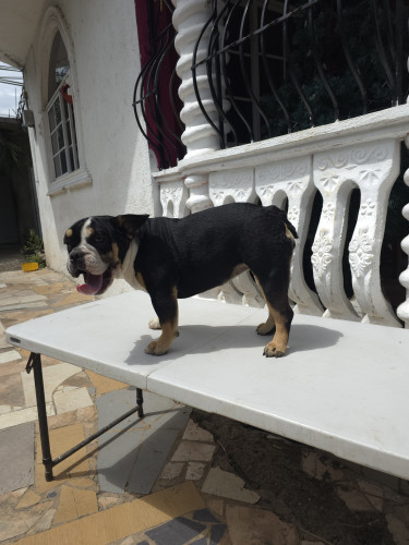 Frenchie X English Bulldog 