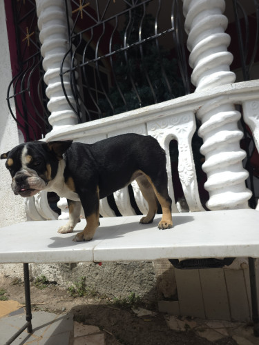 Frenchie X English Bulldog  Dogs Half Way Tree.