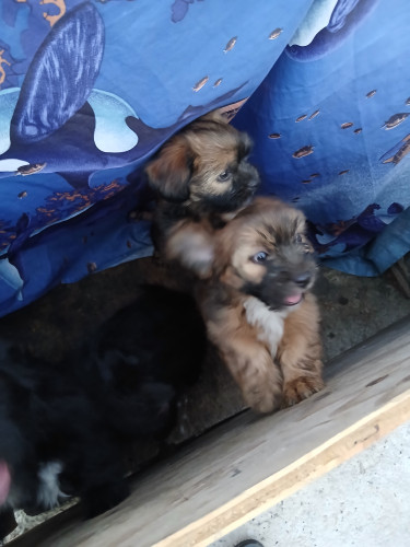 Shih Tzu 2 Month Old  Dogs Port More /Kingston