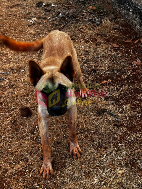 Akita Female For Sale Or Trade For A German Shephe