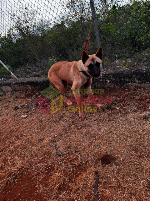 Akita Female For Sale Or Trade For A German Shephe