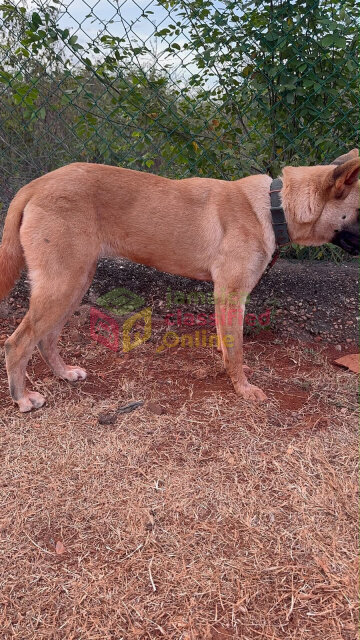 Akita Female For Sale Or Trade For A German Shephe