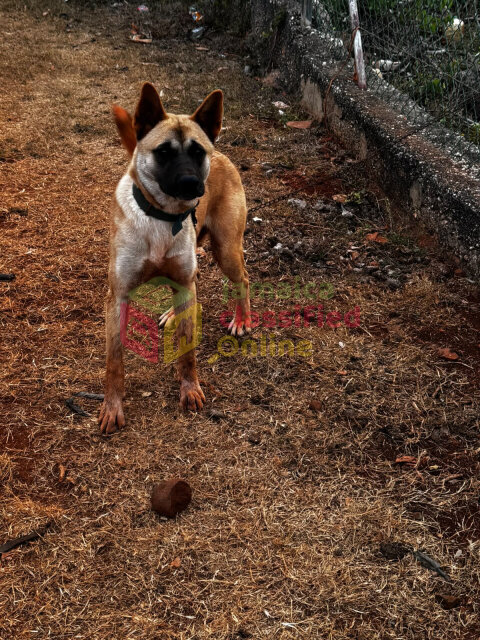 Akita Female For Sale Or Trade For A German Shephe Dogs St Catherine