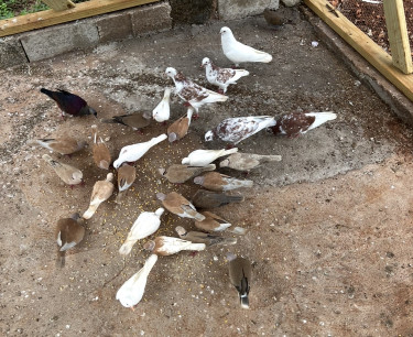 Mixed Doves And Mixed Pigeon   Birds Browns Town