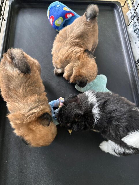 Pomeranian Shihtzu Dogs Cross Road
