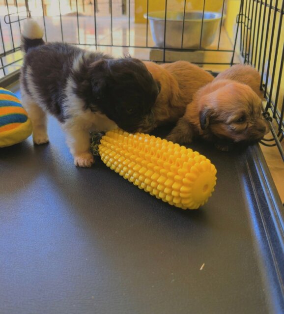 Pomeranian Shihtzu