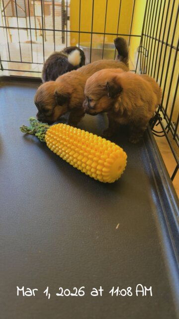 Pomeranian Shihtzu