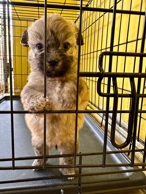 Pomeranian Shihtzu