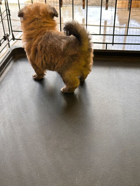 Pomeranian Shihtzu