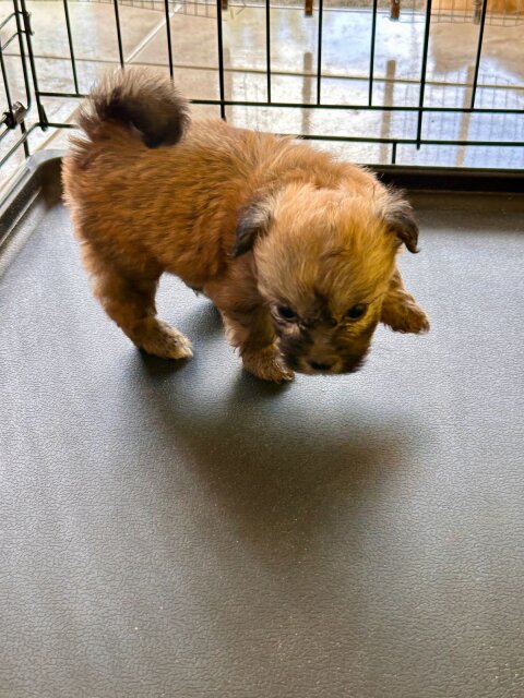 Pomeranian Shihtzu